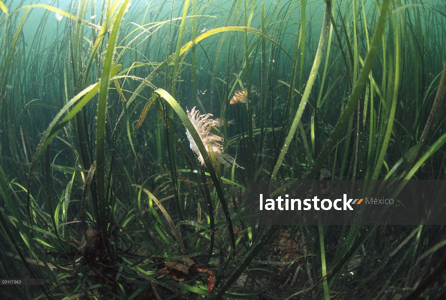 Nudibranquio en pasto, agua, sonido de Clayoquot, isla de Vancouver, Columbia Británica, Canadá