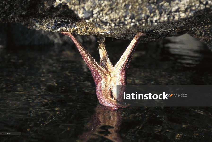 Estrella de mar ocre (Pisaster ochraceus) colgando de la roca en zona intermareal, sonido de Clayoqu