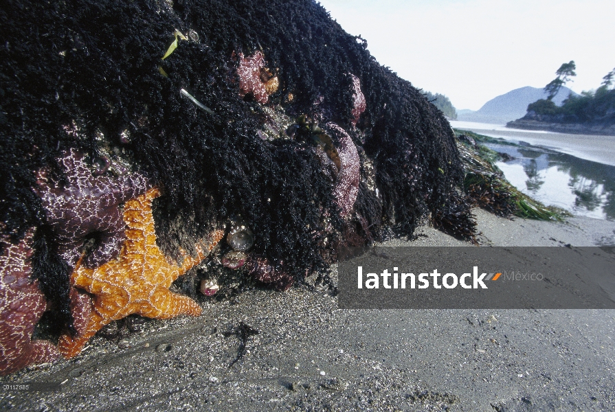 Estrella de mar ocre (Pisaster ochraceus) en marea baja, sonido de Clayoquot, isla de Vancouver, Col