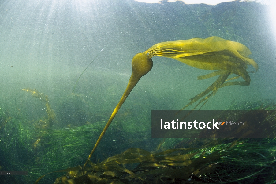 Toro el quelpo (Nereocystis luetkeana) agitando en corriente submarina, sonido de Clayoquot, isla de