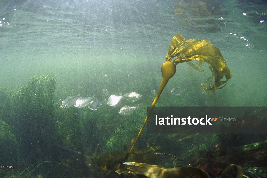 Toro el quelpo (Nereocystis luetkeana) bajo el agua, sonido de Clayoquot, isla de Vancouver, Columbi