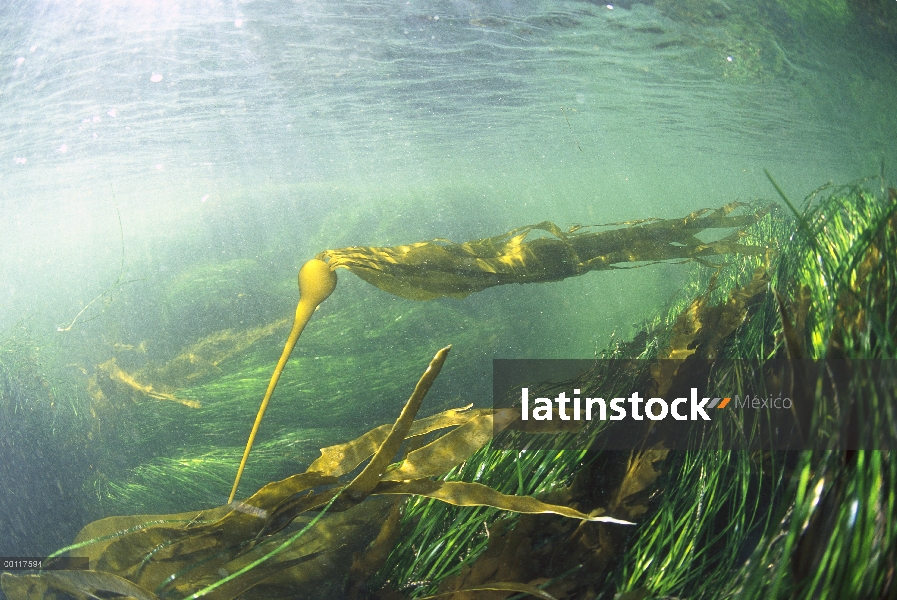 Toro el quelpo (Nereocystis luetkeana) y hierba de mar agitando en corriente submarina, sonido de Cl