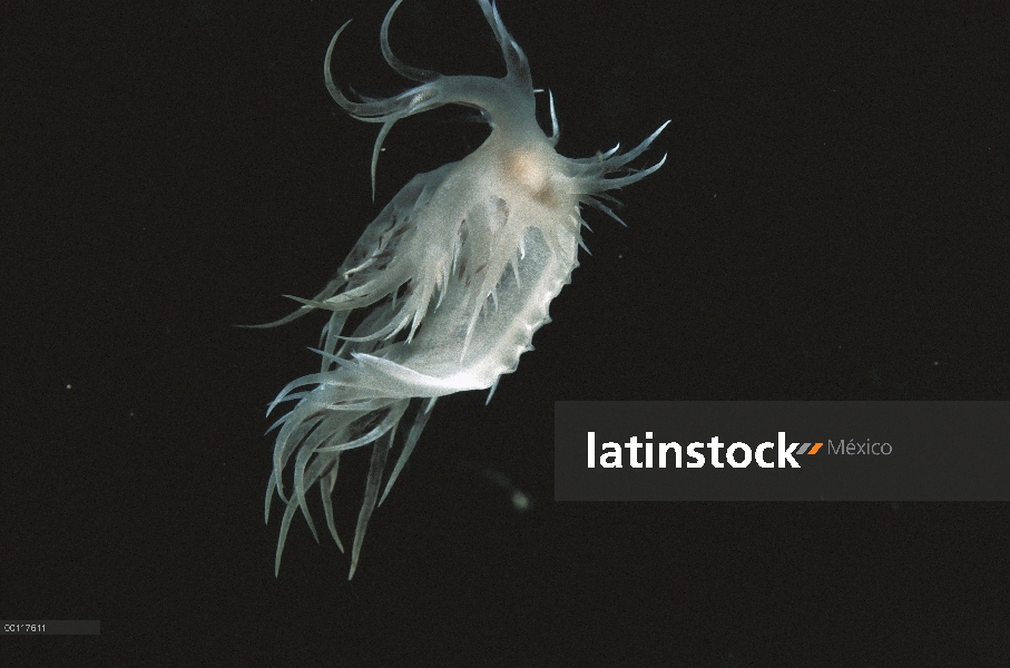 Baile nudibranquio, bajo el agua, sonido de Clayoquot, isla de Vancouver, Columbia Británica, Canadá