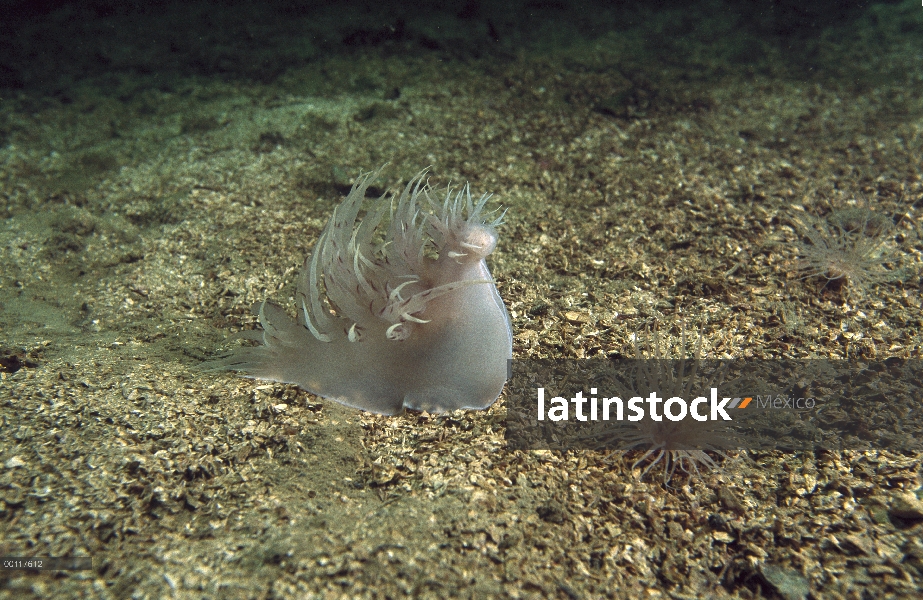 Nudibranquio atacando a gusano, sonido de Clayoquot, isla de Vancouver, Columbia Británica, Canadá