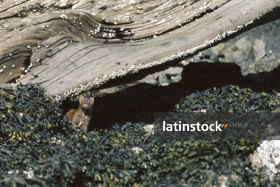 Visón americano (Neovison vison) en playa, sonido de Clayoquot, isla de Vancouver, Columbia Británic