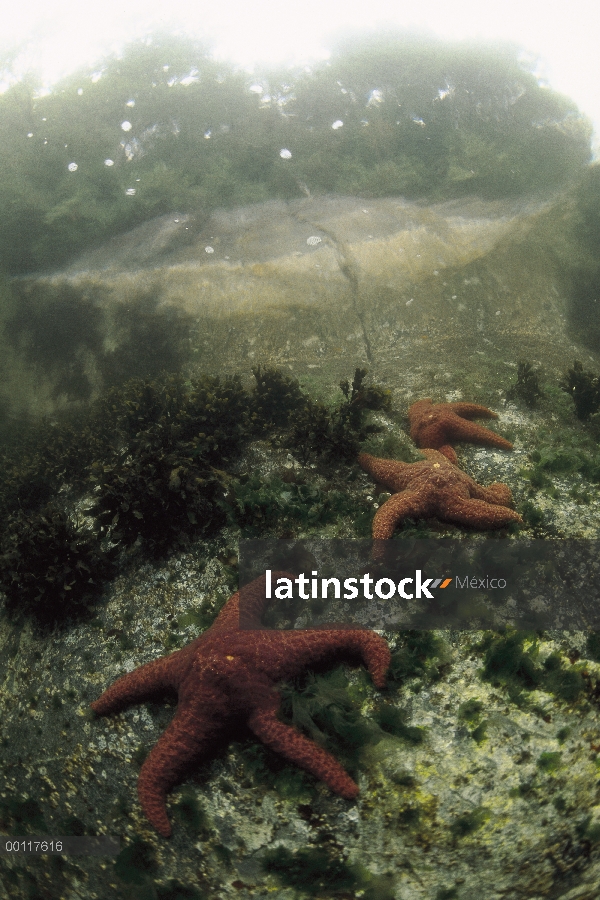 Estrella ocre del mar (Pisaster ochraceus) bajo el agua, sonido de Clayoquot, isla de Vancouver, Col