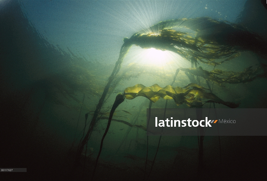 Toro el quelpo (Nereocystis luetkeana) bajo el agua, sonido de Clayoquot, isla de Vancouver, Columbi