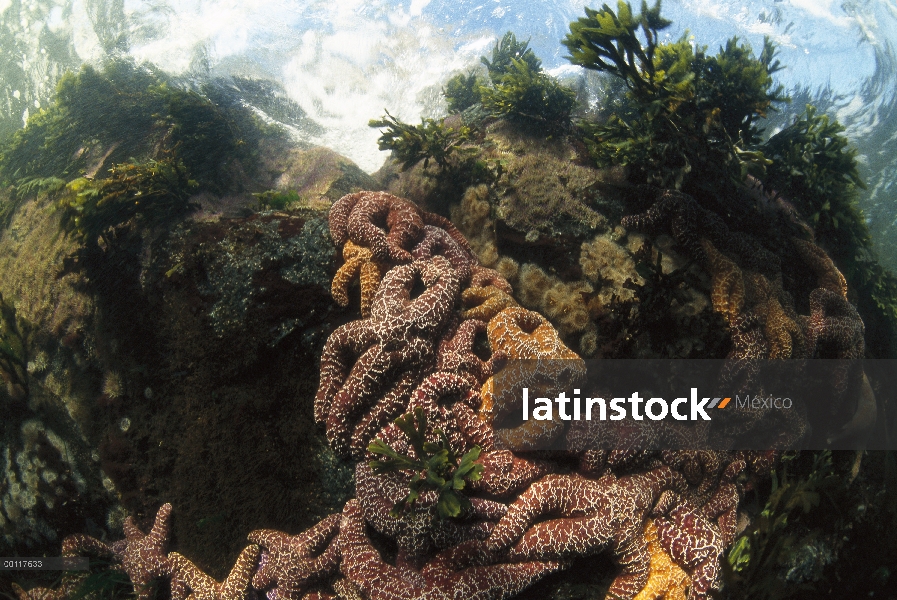 Ocre mar estrella (Pisaster ochraceus) cluster, sonido de Clayoquot, isla de Vancouver, Columbia Bri