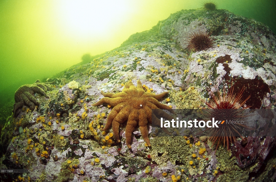 Estrella de mar (Solaster sp) y erizos de mar, sonido de Clayoquot, isla de Vancouver, Columbia Brit