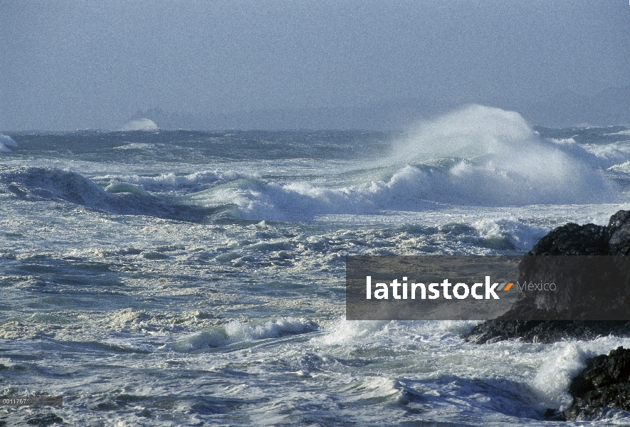 Estrellarse las olas, playa, sonido de Clayoquot, isla de Vancouver, Columbia Británica, Canadá