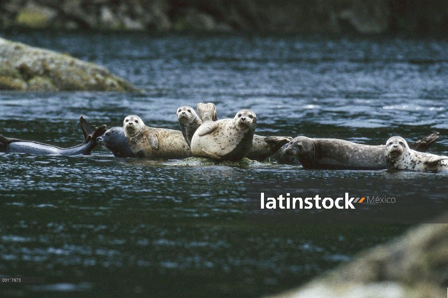 Grupo sello de puerto (Phoca vitulina) descansando juntos en rocas, sonido de Clayoquot, isla de Van