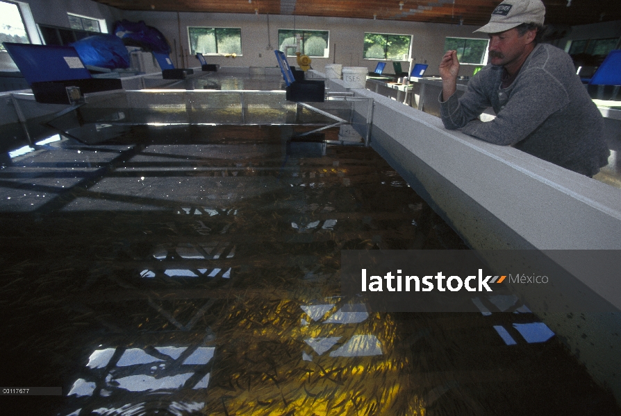 Salmón (Oncorhynchus sp) cultivadas crías en corral en incubadora Tofino, para la eventual liberació