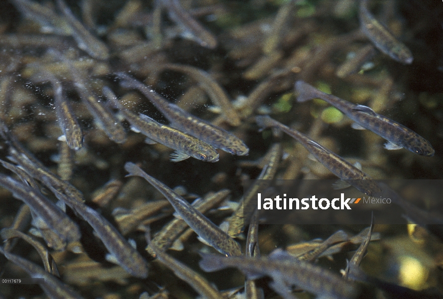 Salmón (Oncorhynchus sp) cultivadas crías en corral en incubadora Tofino, para la eventual liberació