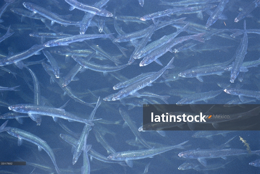 Salmón (Oncorhynchus sp) cultivadas crías en corral en incubadora Tofino, para la eventual liberació