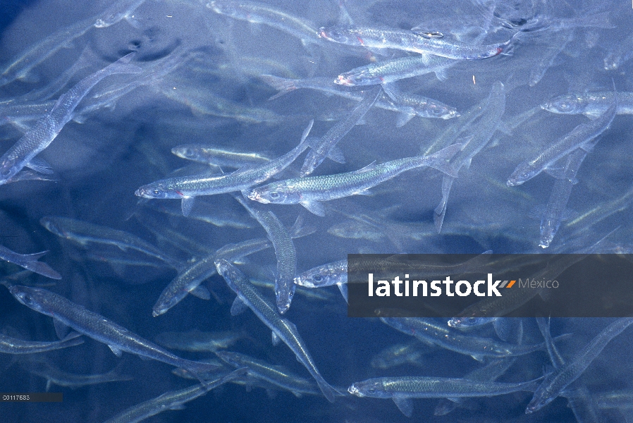 Salmón (Oncorhynchus sp) cultivadas crías en corral en incubadora Tofino, para la eventual liberació