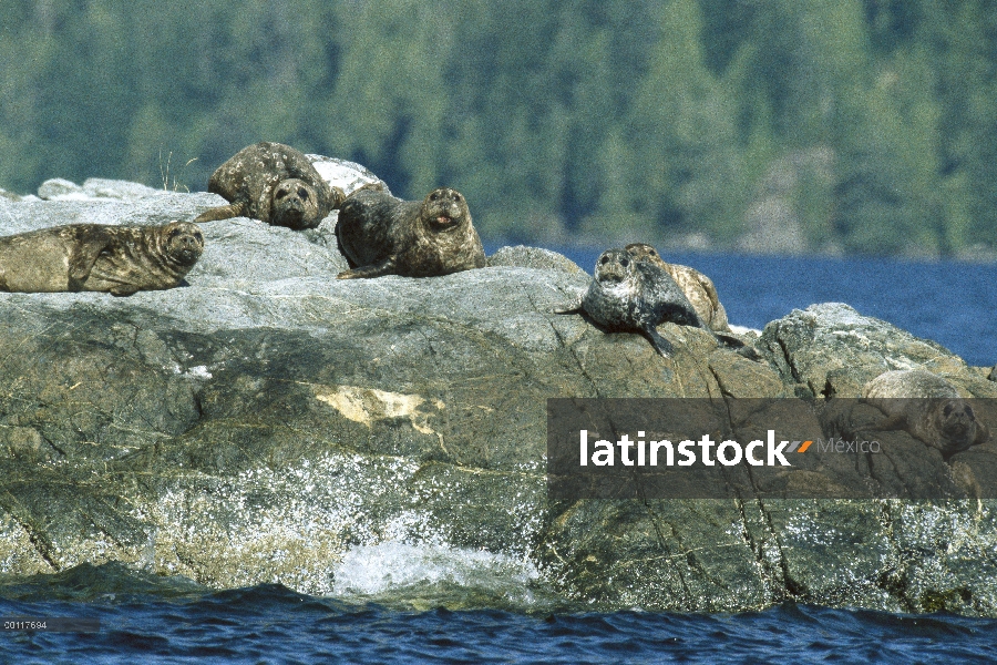 Grupo sello de puerto (Phoca vitulina) descansando juntos en rocas, sonido de Clayoquot, isla de Van