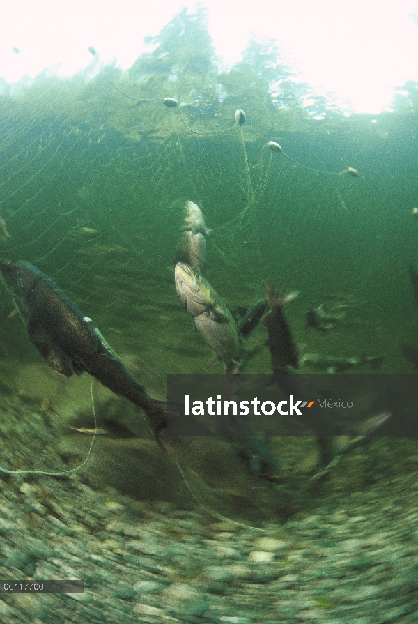 Salmón (Oncorhynchus sp) anotó para recoger huevos y esperma para criadero de Tofino que levanta y s