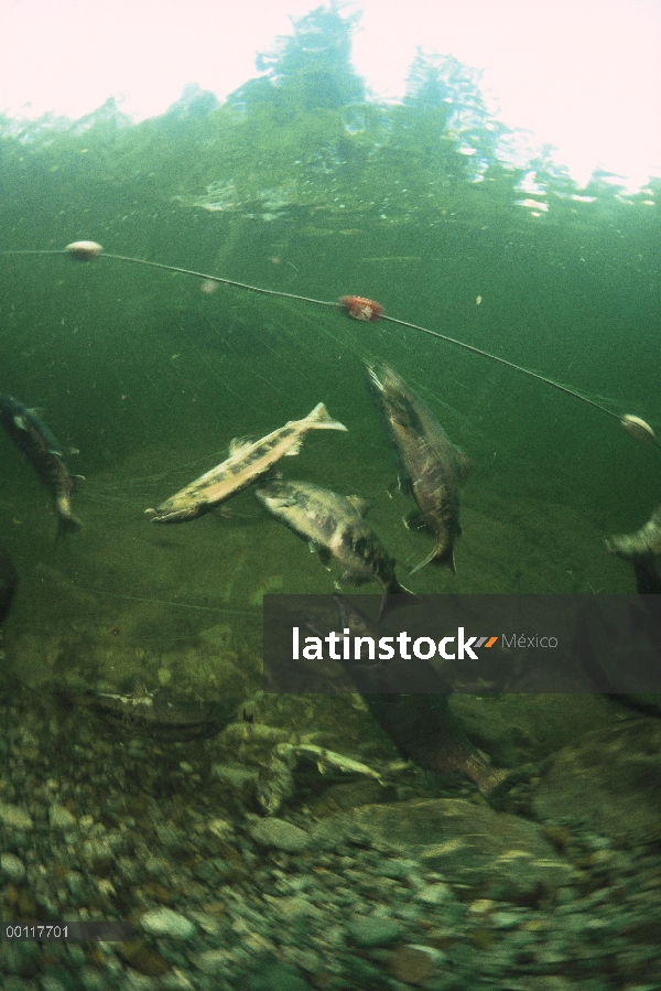 Salmón (Oncorhynchus sp) anotó para recoger huevos y esperma para criadero de Tofino que levanta y s