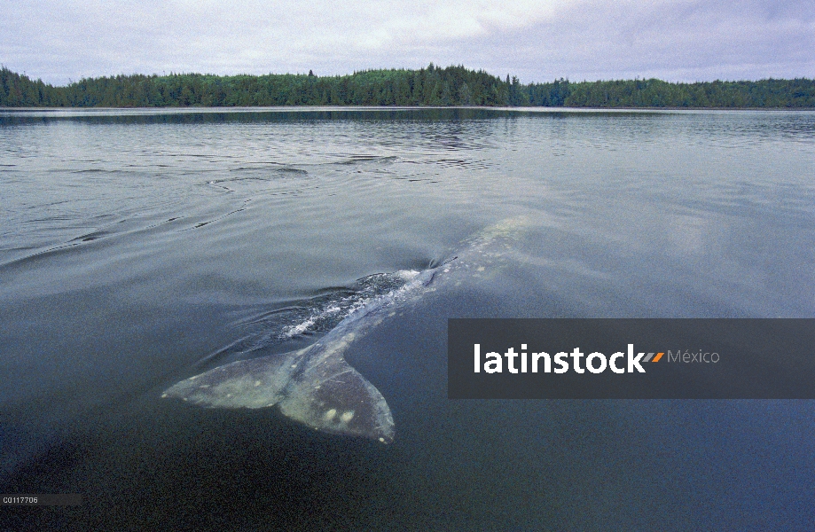 Ballena gris (Eschrichtius robustus) retrato de espalda como espumas de superficie de agua, sonido d