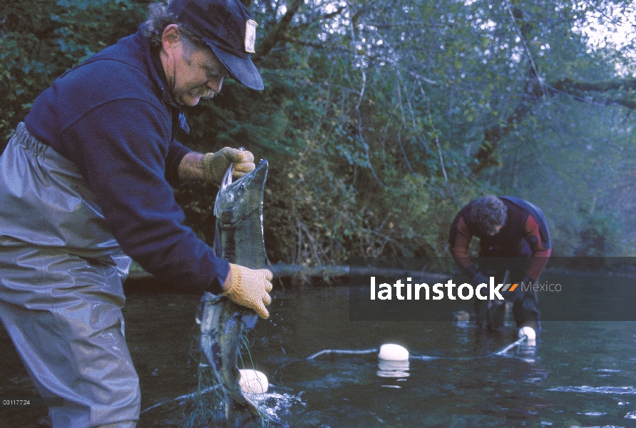 Salmón (Oncorhynchus sp) se anotó para recoger huevos y esperma para criadero de Tofino que levanta 