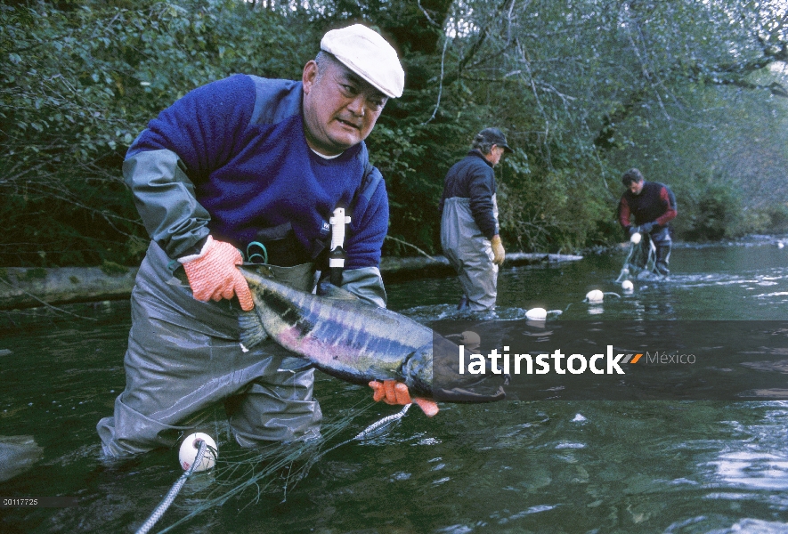 Salmón (Oncorhynchus sp) se anotó para recoger huevos y esperma para criadero de Tofino que levanta 