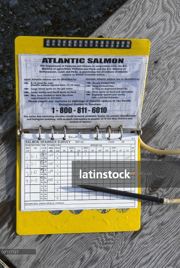 Salmón (Oncorhynchus sp) contada por los investigadores para determinar efectos de salmón del Atlánt