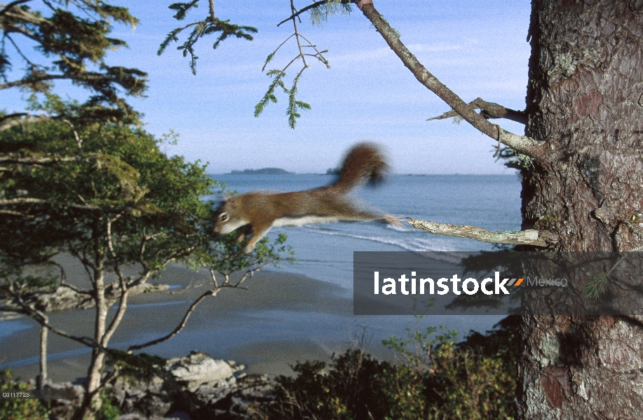 Ardilla roja (Tamiasciurus hudsonicus) saltando de árbol, ardillas rojas nativas están siendo despla