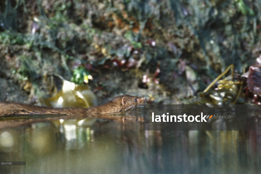 Visón americano (Neovison vison) natación, sonido de Clayoquot, isla de Vancouver, Columbia Británic