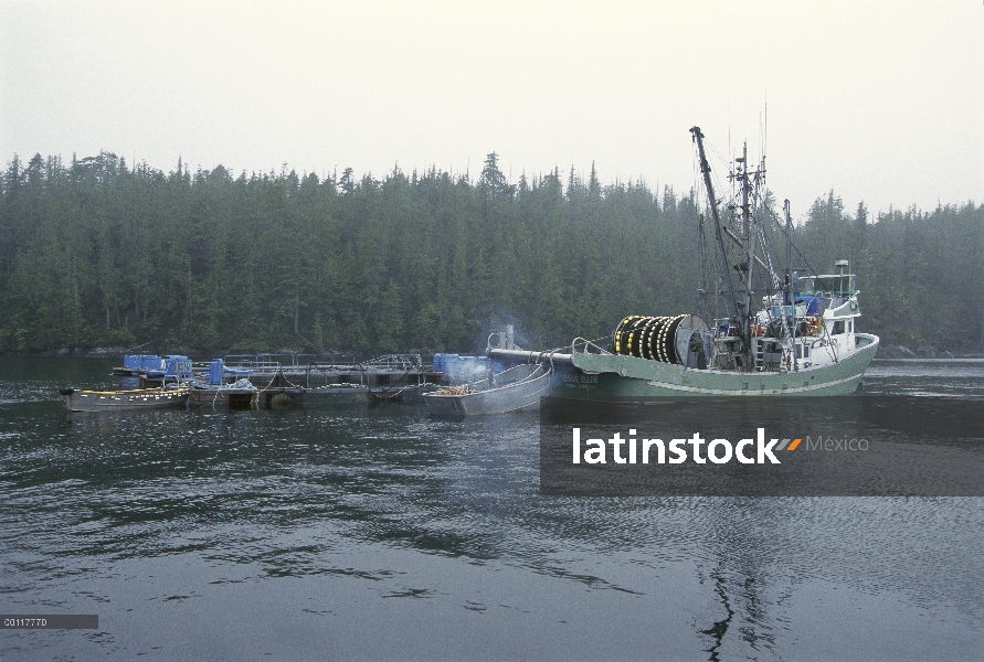 Pesca de cerco para salmón, sonido de Clayoquot, isla de Vancouver, Columbia Británica, Canadá