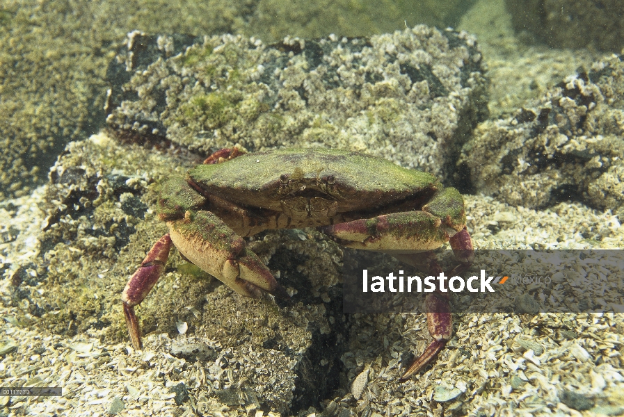 Cangrejo, sonido de Clayoquot, isla de Vancouver, Columbia Británica, Canadá