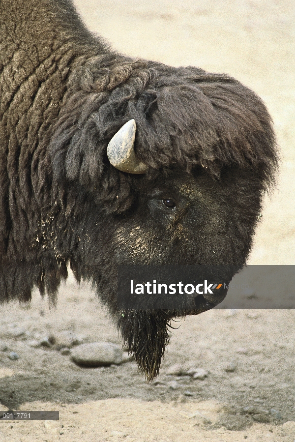 Retrato de madera bisonte (Bison bison athabascae), nativa de América del norte