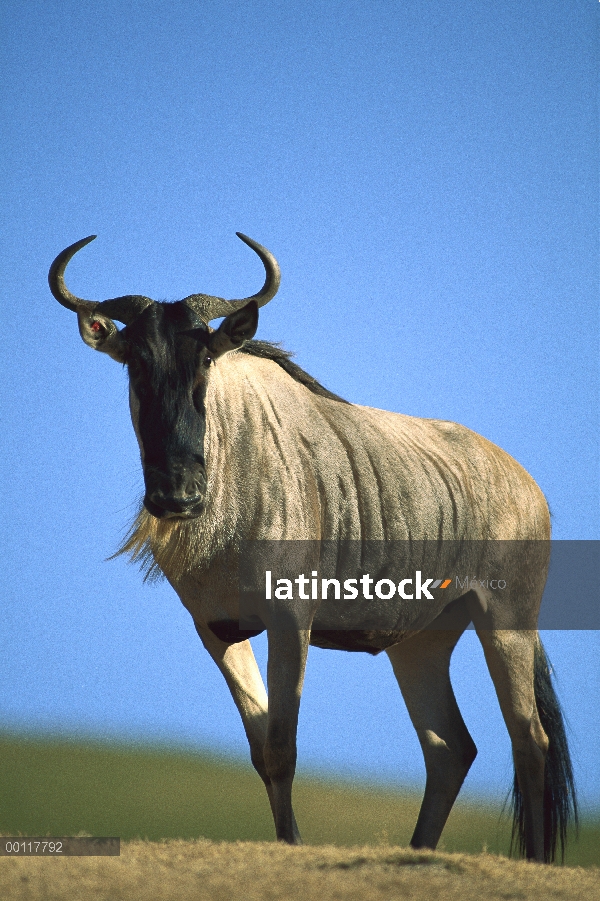 Azul retrato de ñu (Connochaetes taurinus), originaria de África Oriental