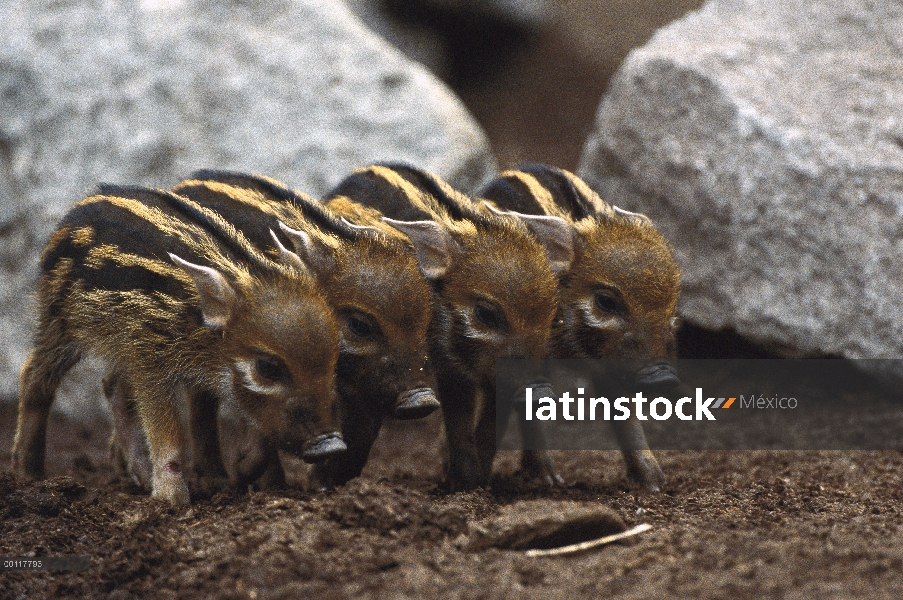 Los cuatro bebés cerdo rojo de río (Potamochoerus porcus), un cerdo de bush altamente social, origin