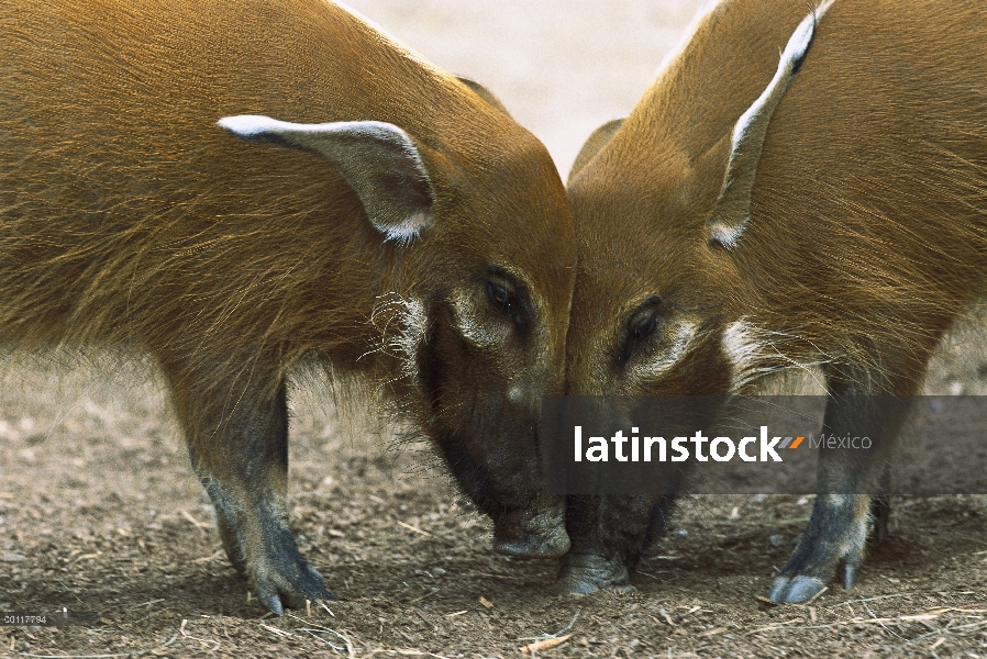 Cerdo rojo de río (Potamochoerus porcus) pareja de pie cara a cara, un cerdo bush altamente social, 