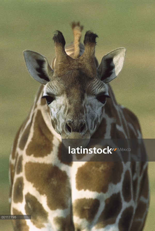 Retrato de jirafa de Rothschild (Giraffa camelopardalis rothschildi), nativo de África al sur del Sa