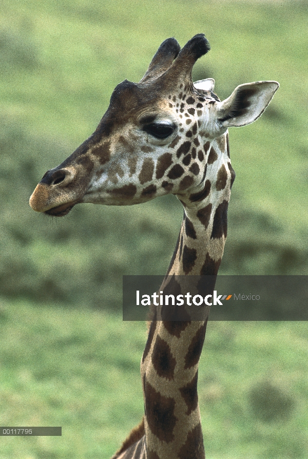 Retrato de jirafa de Rothschild (Giraffa camelopardalis rothschildi), nativo de África al sur del Sa