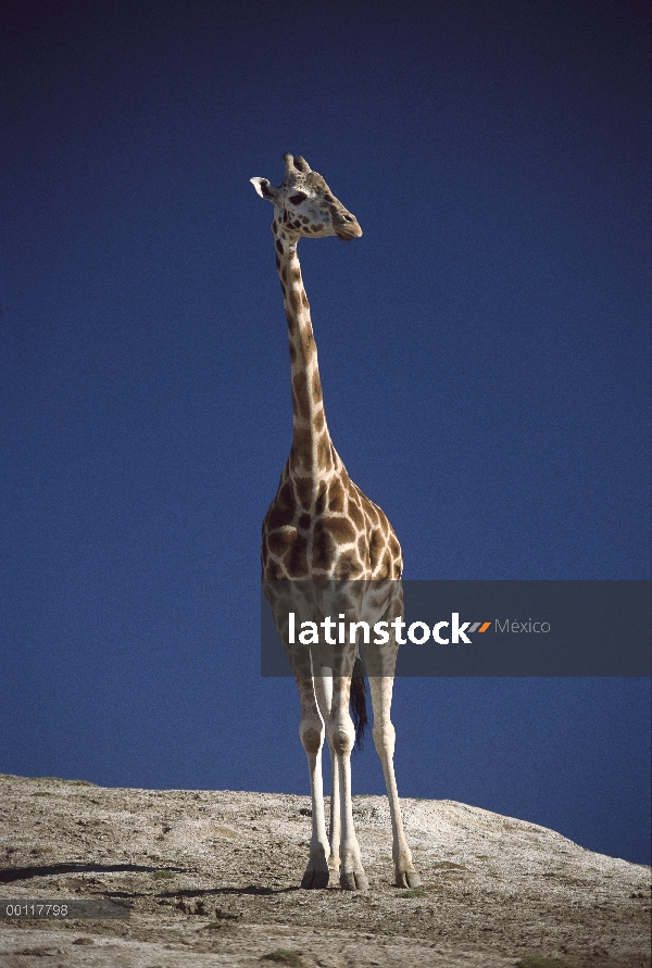 Retrato de jirafa de Rothschild (Giraffa camelopardalis rothschildi), nativo de África al sur del Sa