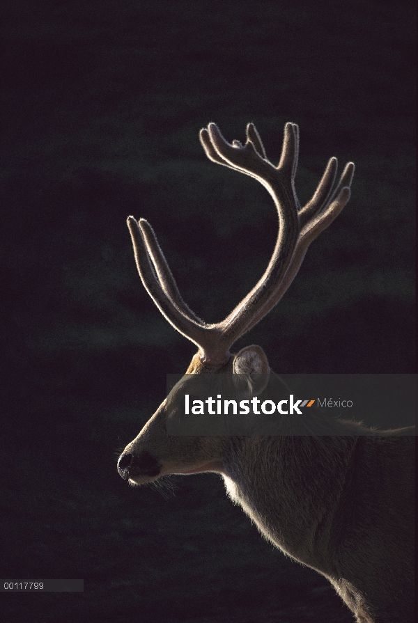 Perfil de puesto a contraluz Barasingha (Rucervus duvaucelii), nativo al norte de la India