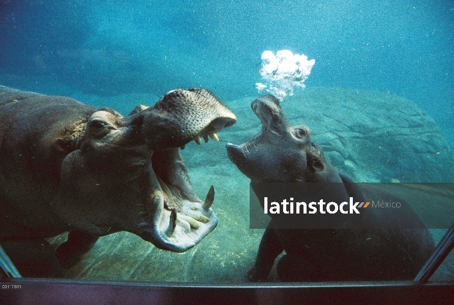 Hipopótamo (Hippopotamus amphibius) madre y el bebé interactuando bajo el agua en el tanque, nativo 