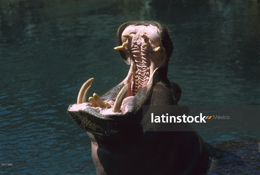 Hipopótamo (Hippopotamus amphibius) con la boca abierta en la exhibición de la amenaza, nativo de Áf