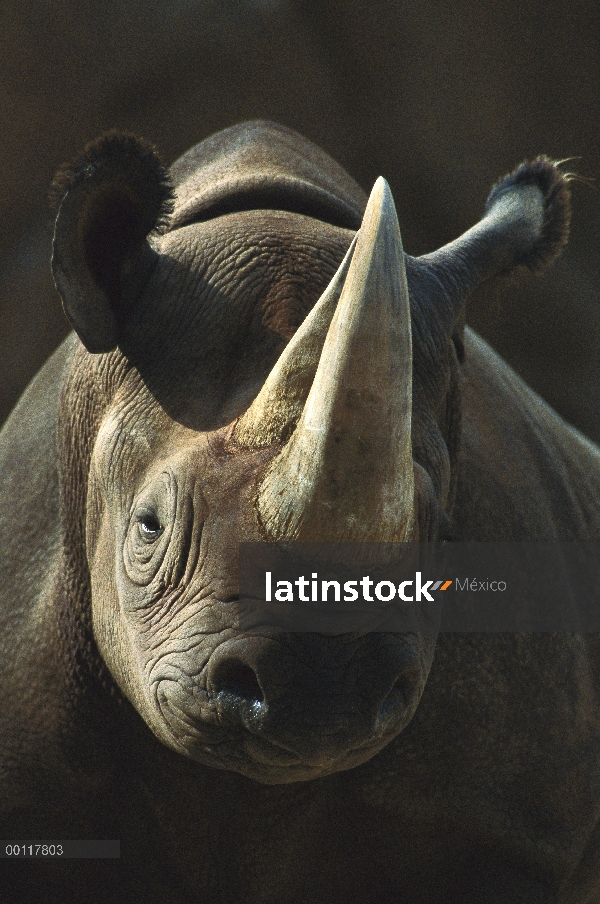 Retrato de rinoceronte negro (Diceros bicornis), nativo de África