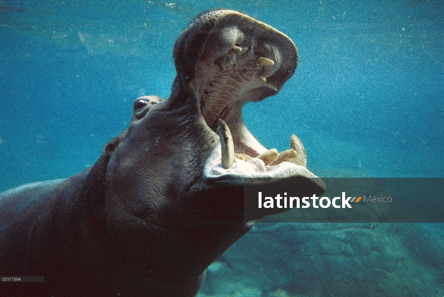 Hipopótamo (Hippopotamus amphibius) nadar sumergido en el tanque, nativo de África