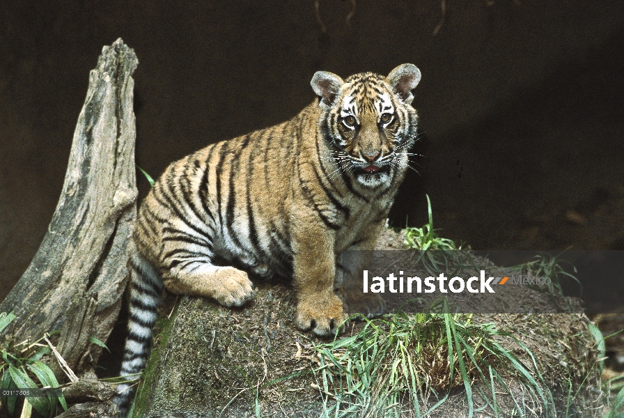 Cachorro de tigre Malayo (Panthera tigris jacksoni), originaria de Malasia