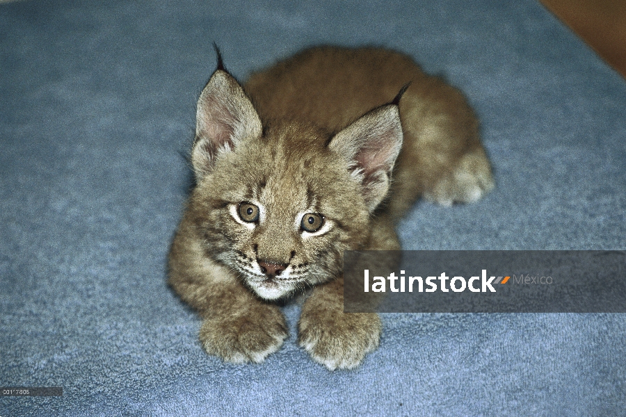 Gatito del lince eurasiático (lince del lince), nativo de Europa y Asia