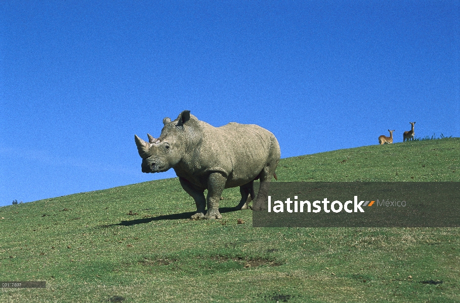 Retrato de adultos de rinoceronte blanco (simum de Ceratotherium), nativo de África