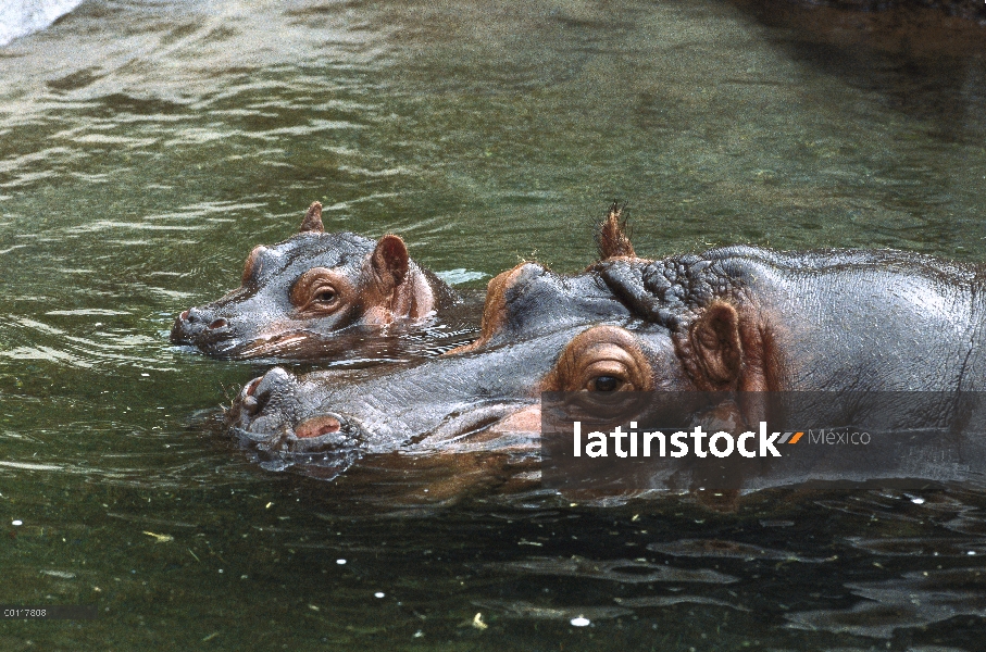 Hipopótamo (Hippopotamus amphibius) madre y el bebé nadando en el agua, nativo de África