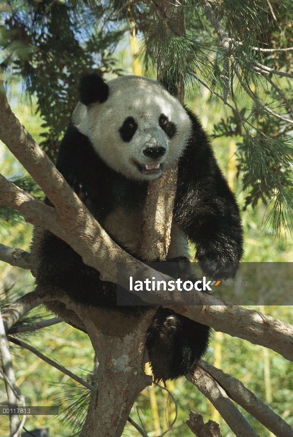 Panda gigante (Ailuropoda melanoleuca) retrato de joven Panda Hua Mei en un árbol, originario de Asi