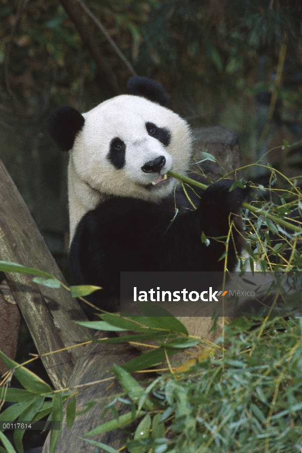 Panda gigante (Ailuropoda melanoleuca) retrato de joven Panda Hua Mei comiendo bambú, originario de 