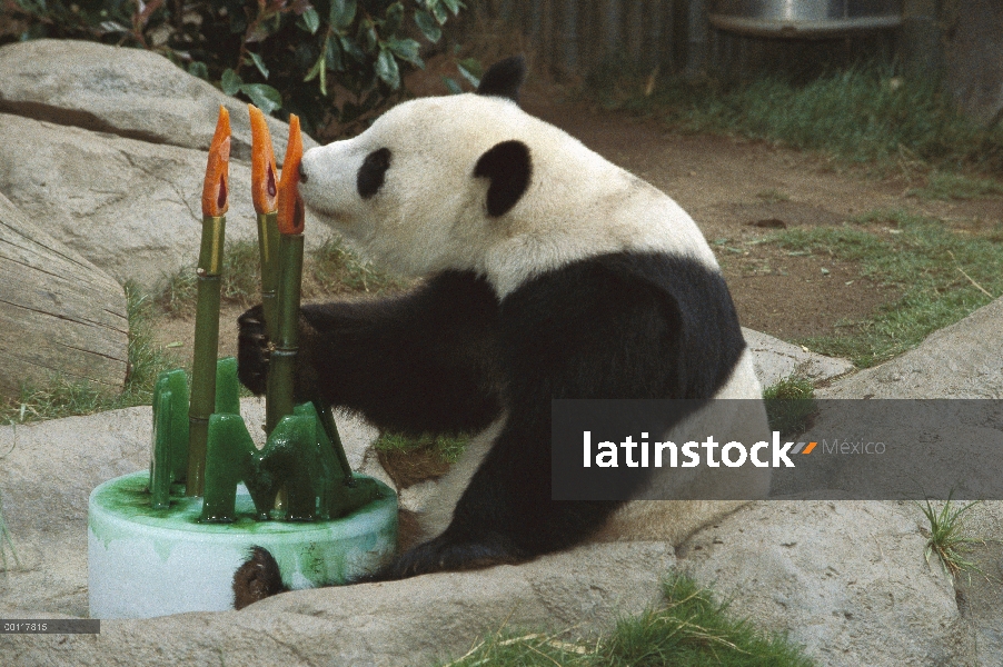 Panda gigante (Ailuropoda melanoleuca) bebé a Panda Hua Mei celebrando su tercer cumpleaños con un p