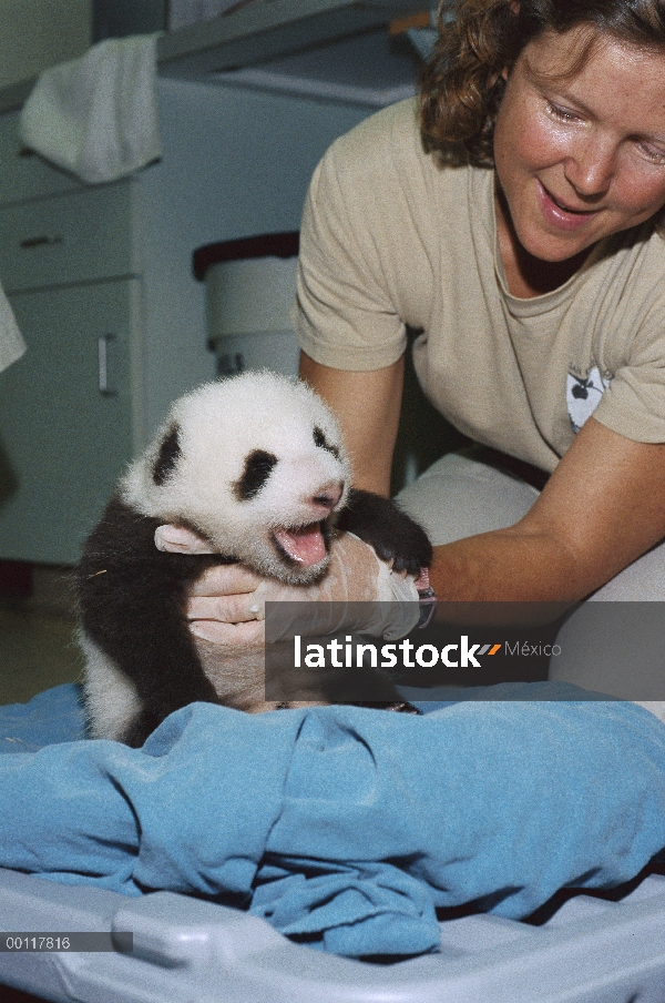 Panda gigante (Ailuropoda melanoleuca) bebé a Hua Mei obtener un chequeo del veterinario Meg Sutherl